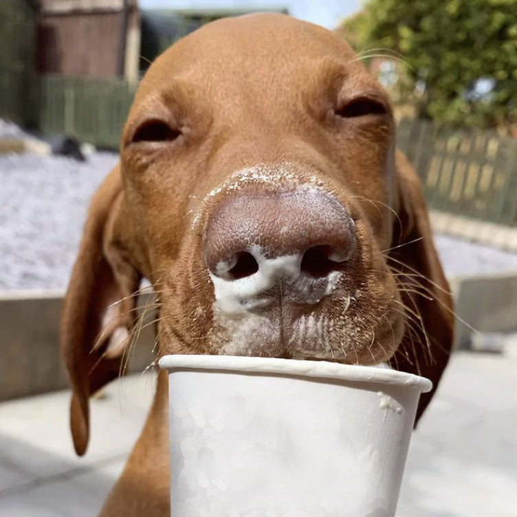 Pup-a-chino